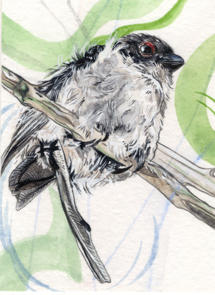 Miniature Bird Paintings - A7 Prints