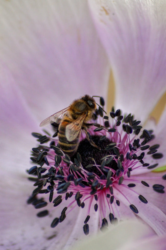 Flora & Fauna: The Foundation Of My Life And Art