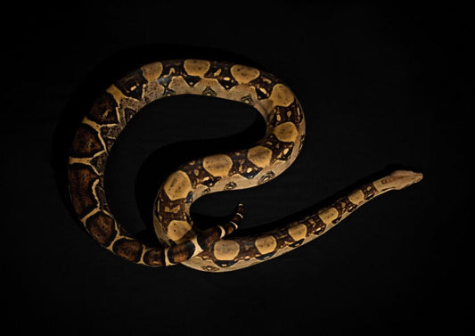 Snakeskin: Why I Use It In My Work