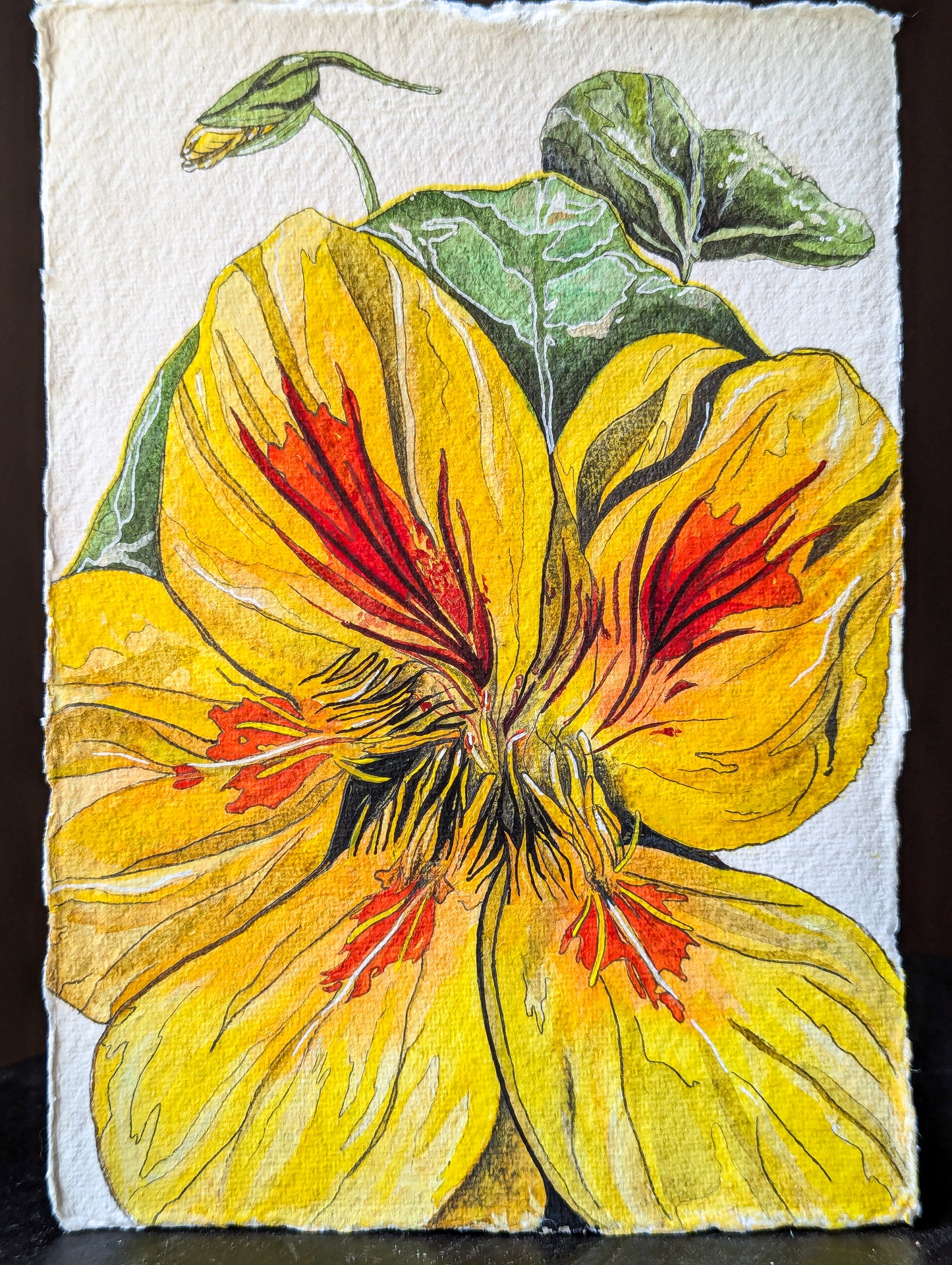 Watercolour nasturtium - A5