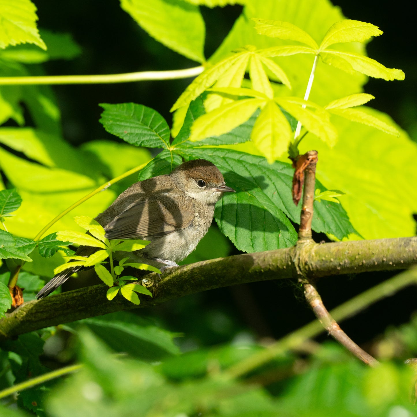 Original - Juvenile Blackcap Mixed Media Painting