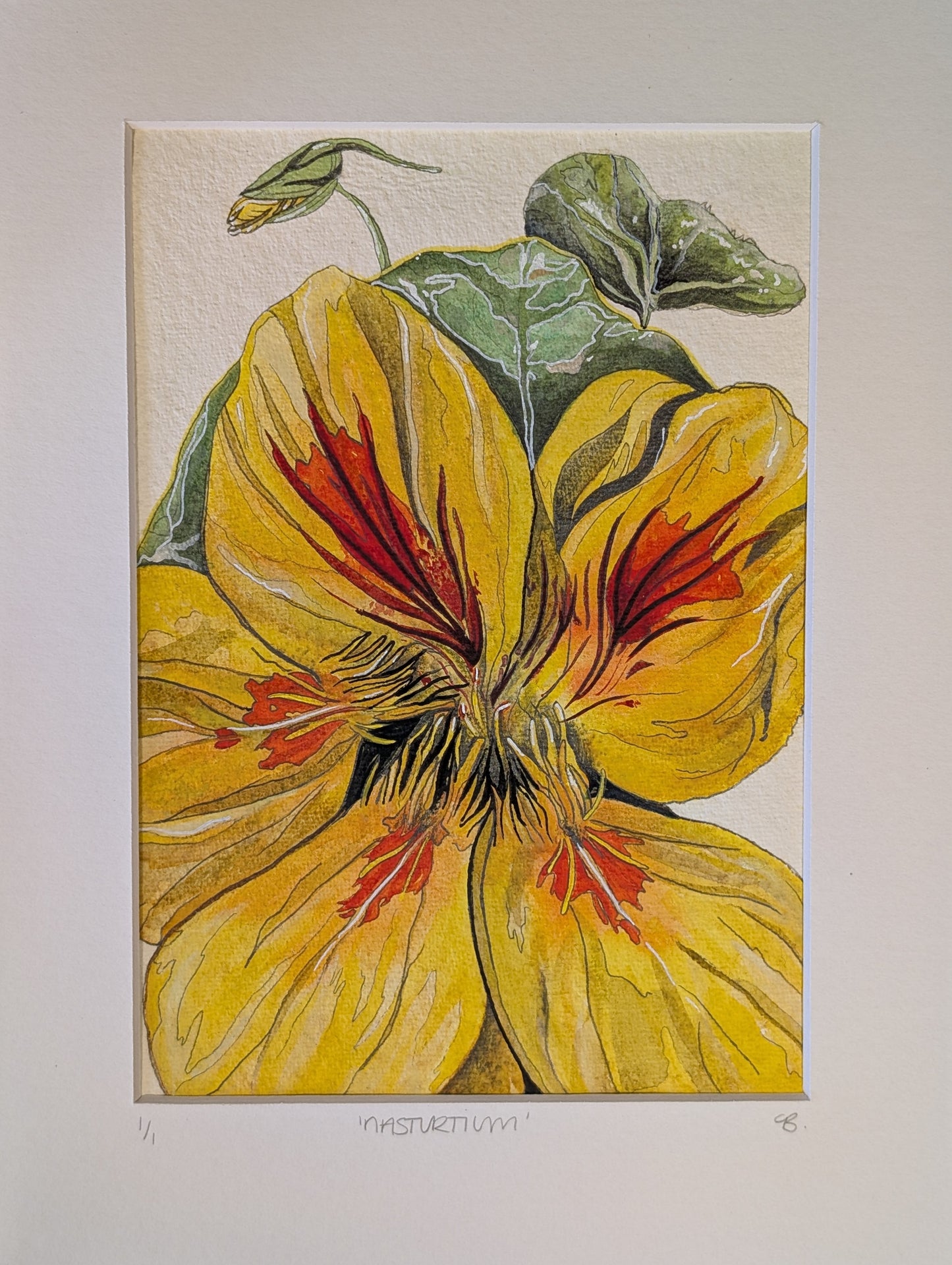Watercolour Nasturtium