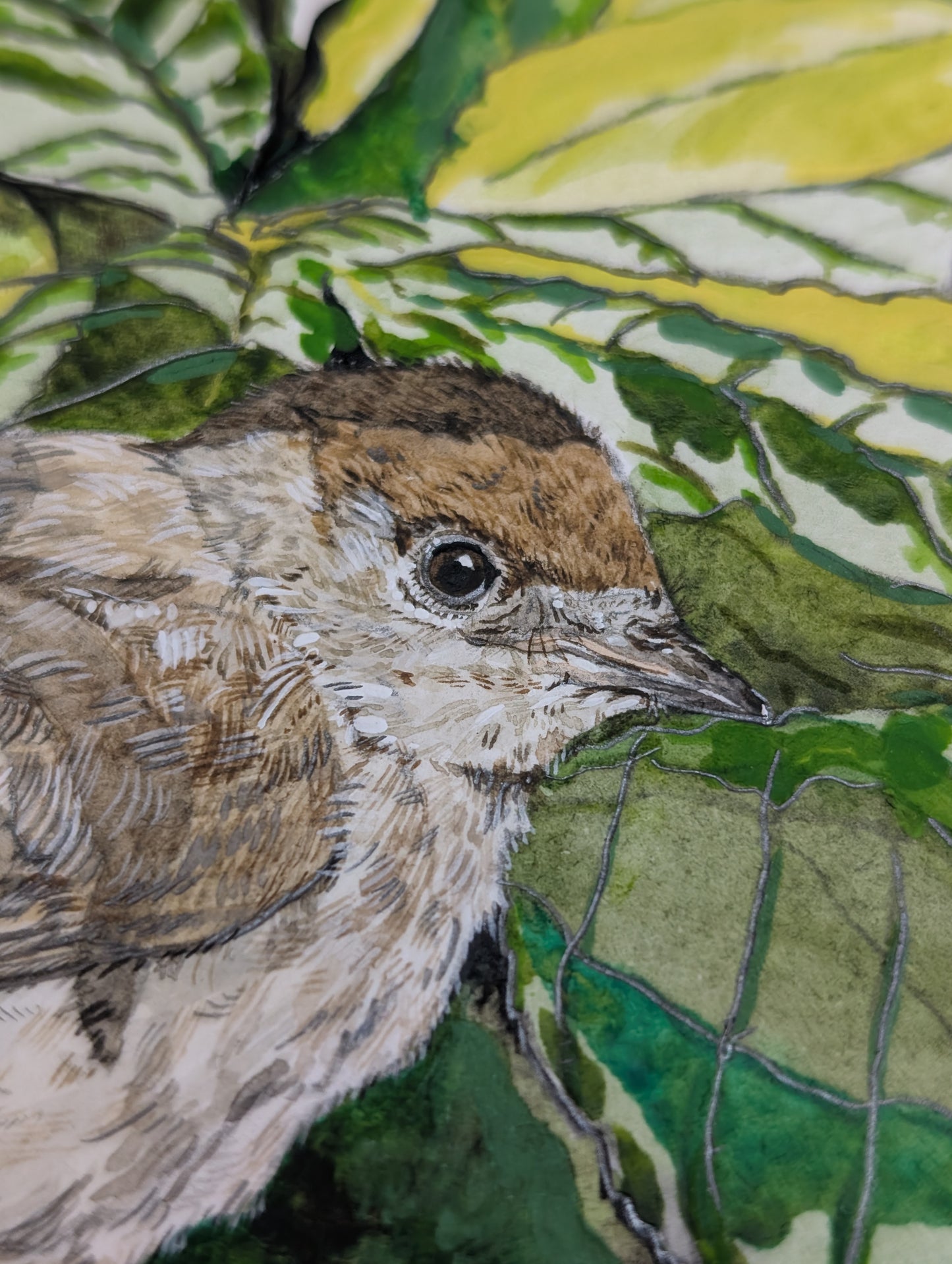 Original - Juvenile Blackcap Mixed Media Painting